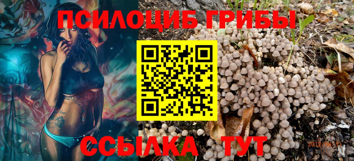 Псилоцибиновые грибы Psilocybine cubensis Архангельск